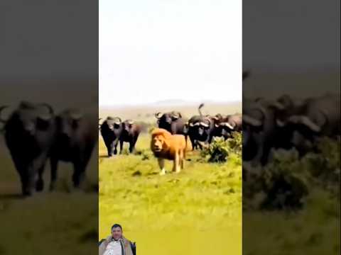 بوفالو ضد الأسد: من هو المسيطر؟#shorts