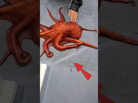 Octopus Can't Be Caught #animals #interestingfacts