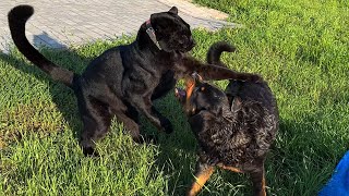Washing Venza with Luna rhe Panther😁🚿(ENG SUB)