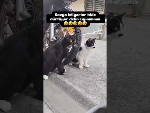 🐱🤕 Miyavsu Bu Kavga Büyür Ben Sana Söyliyeyim Ben Hadi Deyince Kaçalım 🤣🤣🤣