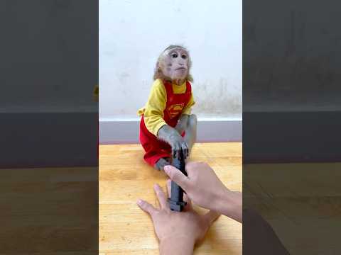 monkey NANA: play real boss 🙊🐒🤣🤣 #monkey #funny #funnyanimal