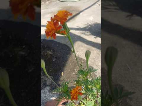 amazing marigold 🌼 || #garden #terrace #trending #shorts #fyp #plants #vegetables #yt
