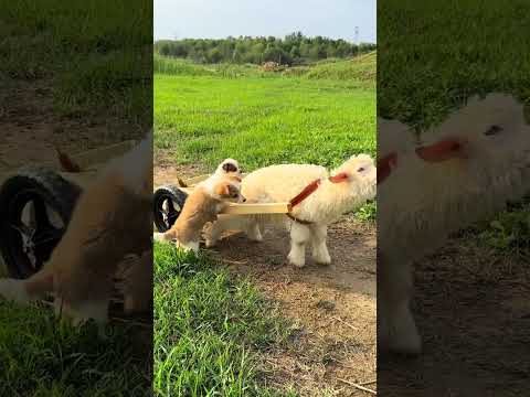 Dog helps lamb push cart Cute pet debut plan Dog Golden Sun original
