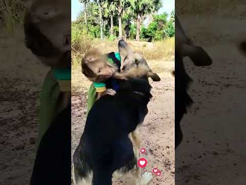 monkey e seus amigos 👏🏼🥰 #animal #funny #macaco #cachorros#monkeys