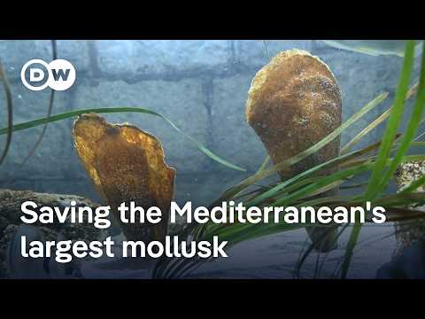 YouTube video thumbnail: Croatian Scientists Race to Save Rare Giant Clam From Extinction 