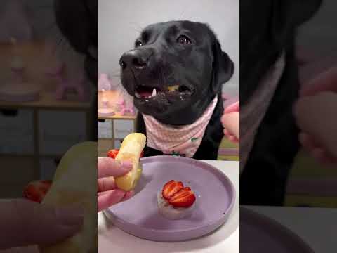 Mommy: Dear Puppy, It's time to feed ,When you have a greedy puppy ,Cute pet debut plan
