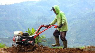 Flattening Old Cabbage Beds with Cultivator Quick Cakar Baja