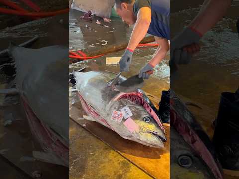 巨大マグロの切り方 How to cut Giant Tuna #フード #シーフード #マグロ #台湾 #food #seafood #tuna #taiwan