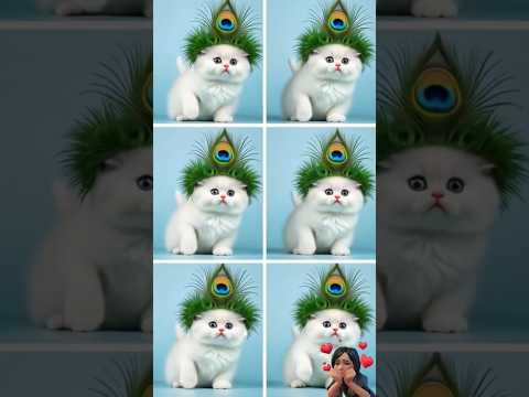 Cutie with a feather twist #krishna #peacocklove #feather #catreels #kittytv #meowmagic #billibilli