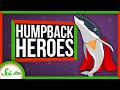 Humpback Whales and Orcas: Ocean Dynamics