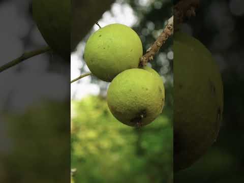 How to Identify a Black Walnut Tree 🔍 | 🌳  SECRETS OF THE FOREST | Fun Tree Facts for Kids | TVOkids