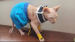 El Mejor Cosplay De Bills DEL MUNDO - REALISTA E INSÓLITO