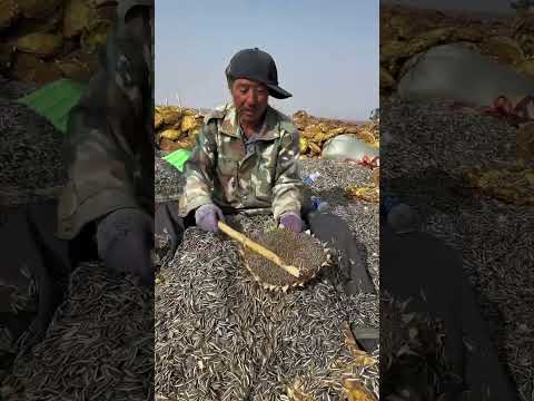 #agriculture#sunflowers#new maoke#sunflower seeds#short video#like and subscribe#