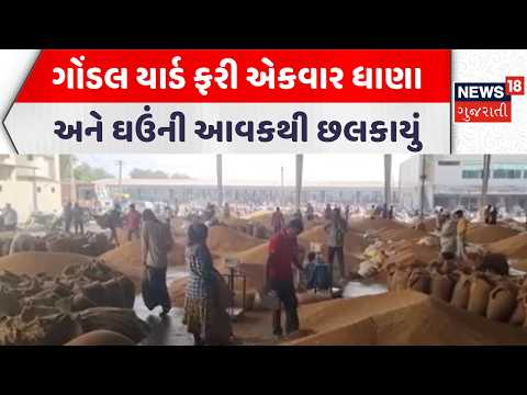 Rajkot News | ગોંડલ યાર્ડ ફરી એકવાર ધાણા અને ઘઉની આવકથી છલકાયું | Gondal Market Yard | Gujarati News