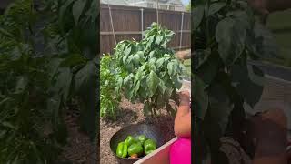 Just a girl in her garden!! #garden #gardening #beginnergardening