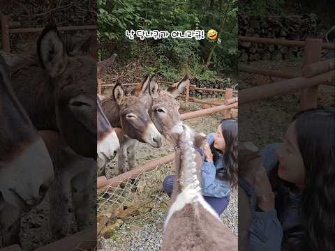 말이야🐎 당나귀야🫏 ?!a horse resembling a donkey🤣🥕