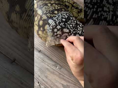 ลอกถังแก๊ส | #เตกู #tegu #tegulizard #balconzoo #exoticpet #สัตว์เลี้ยง