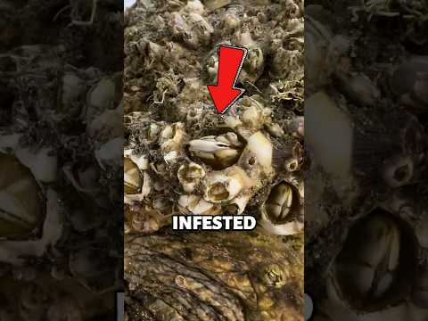 😱Sea Turtle INFESTED with Barnacles!!