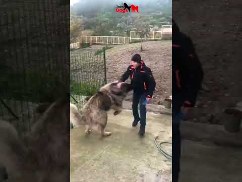 Dog Attack 😱#dog #pets #attack  #bigdog #dogshorts
