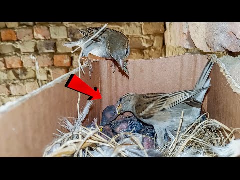 Sparrow is feeding its babies