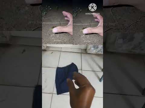 Catch big frogs funny | Try don't laugh | wepwep catching frogs make you laugh#shortsviral
