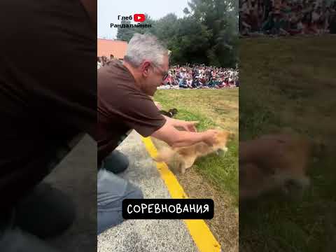 Такса  🌭 Смелая Охотничья Сосиска