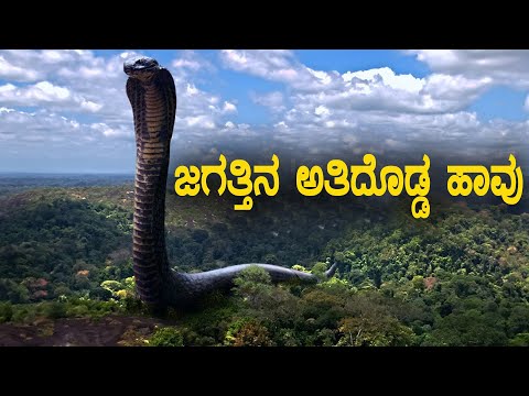 ಎರಡು ಜಿರಾಫೆಗಿಂತ ಎತ್ತರ ಸಾವಿರ ಕೆ.ಜಿ ತೂಕದ ಹಾವು ಜಗತ್ತಿನ ದೊಡ್ಡ ಹಾವು biggest snake inThe World Titanoboa