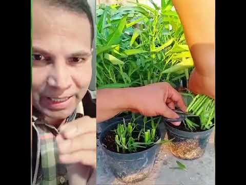 একদম সহজ পদ্ধতি কাটবেন আর খাইবেন