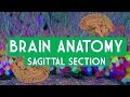 Brain Anatomy and Functions