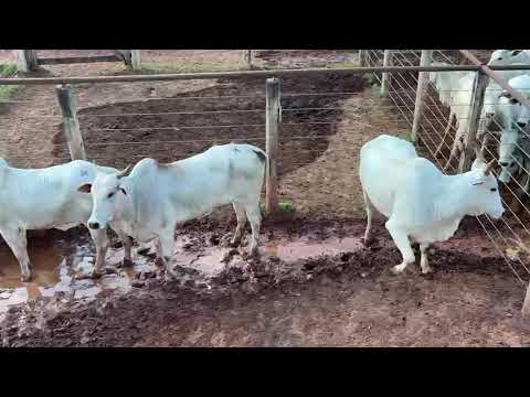 LOTE 25