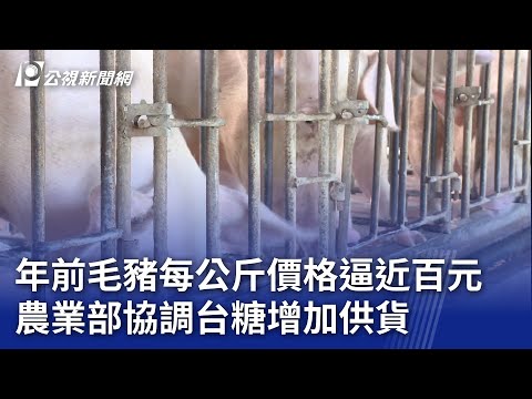 年前毛豬每公斤價格逼近百元 農業部協調台糖增加供貨｜20250112 公視晚間新聞