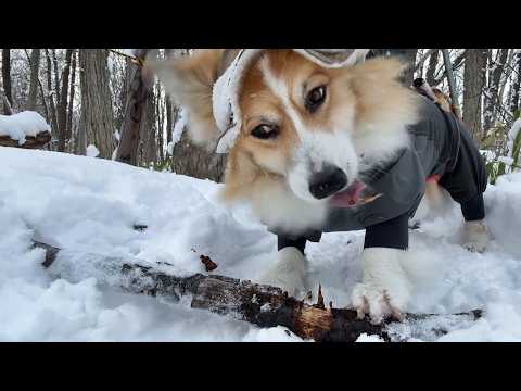 「森」で厳選した『木の棒』に犬がこだわりを発揮した結果・・・