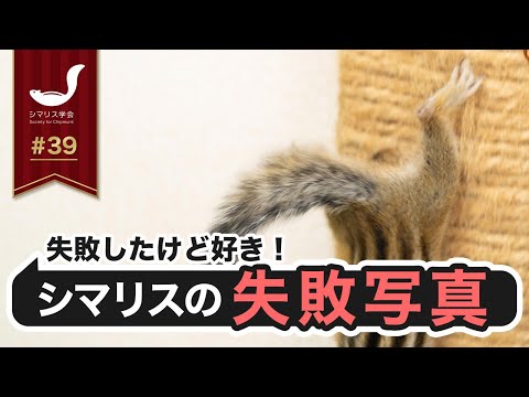 第39回シマリス学会/失敗だけど好きな写真を見せてください！