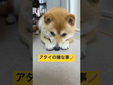 お散歩とどっちが嫌いかな?🤣#柴犬 #豆柴 #shibainu #犬 #犬のいる暮らし #shorts