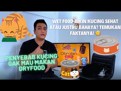 Kucing butuh weetfood gak ? Makanan pokok kucing itu apa ?