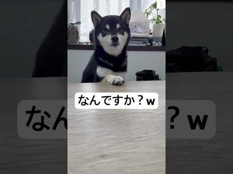 柴犬の無言の圧力に癒される！何を求めているのか気になる瞬間 サムネイル