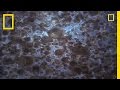 Jellyfish: Nature's Marvels