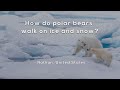 Polar Bears and Their Adaptations