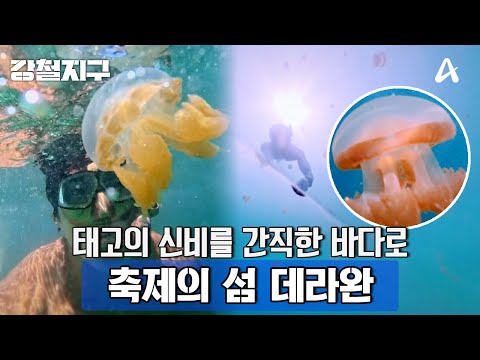 [예고] ＂꿈속에 있는 것 같아＂ <strong>적도의</strong> 바다가 보여주는 바닷속 축제! 풍요의 축제! 축제의 섬 데라완 | 강철지구 96 회