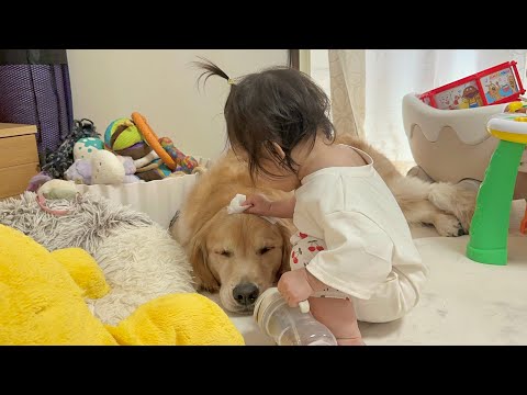 掃除にハマった1歳児とひたすら頭を拭かれ続けるも無を突き通すゴールデンレトリバー
