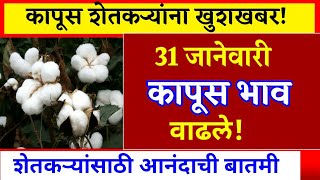 ⭕31 जानेवारी 2026 | कापूस बाजार भाव आजचे|kapus bajar bhav today| cottan rate today