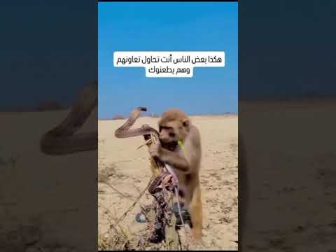 قوم بالمساعدة ولو لافعة
