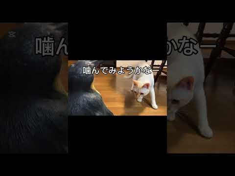 猫動画 面白い#猫