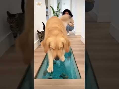 ๐๐พ๐555 IQ Cat vs Dogโฆ #funny #pets