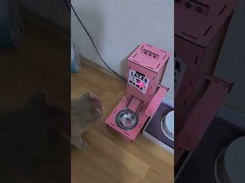 AMOJUNN ÇILDIRIYOR KEDİ BERLİN  MAMA YEMİYOR #shorts #cat