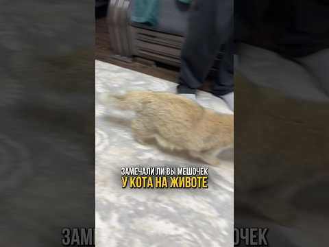 Замечали ли вы загадочный животик, который покачивается у кота при ходьбе 🐈