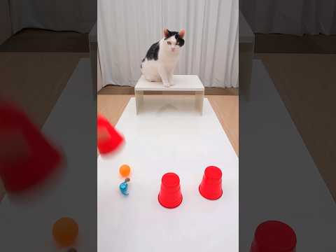 This Cat Very strong iq 😺 🧠