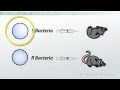 DNA Structure and Function Concepts