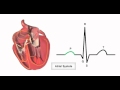 Heart Conduction System and ECG Interpretation