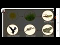 Food Chains and Ecosystem Roles